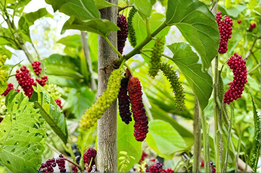 Pakistan Long Mulberry Tree Live Plant, Morus macroura, Sweet Edible Long Mulberry Fruit Tree, Backyard Orchard Garden Plant