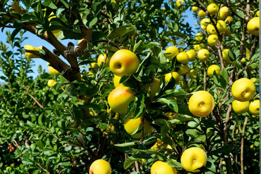 Golden Delicious Apple Tree Live Plant, Grafted Fruit Tree in 3 Gallon Pot, Malus domestica, Sweet Yellow Apple Backyard Orchard Tree