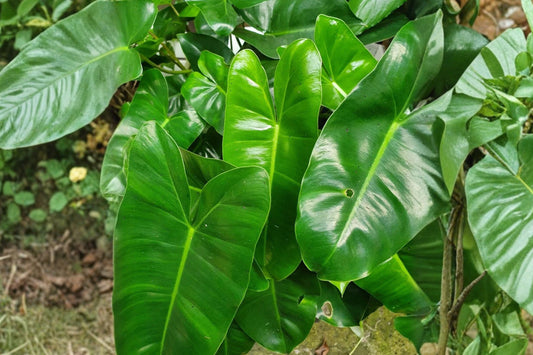 Philodendron Burle Marx Live Cutting, 5-7 Inch Plant Cutting, Tropical Philodendron Houseplant, Collector Plant for Propagation