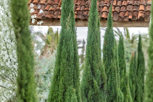 Tiny Tower Italian Cypress Live Plant, 12-18 Inch Tall, Narrow Upright Evergreen Tree, Columnar Patio Container Landscape Plant