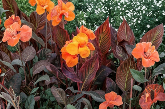 Tropicanna Phasion Canna Lily Rhizome, 1 Large Live Rhizome, Variegated Canna, Orange Flower Tropical Garden Plant