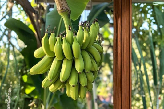 Manzano Apple Banana Live Plant, Musa Banana Tree, Sweet Tropical Fruit Plant, Apple Banana Starter, Patio Container Edible Garden Plant