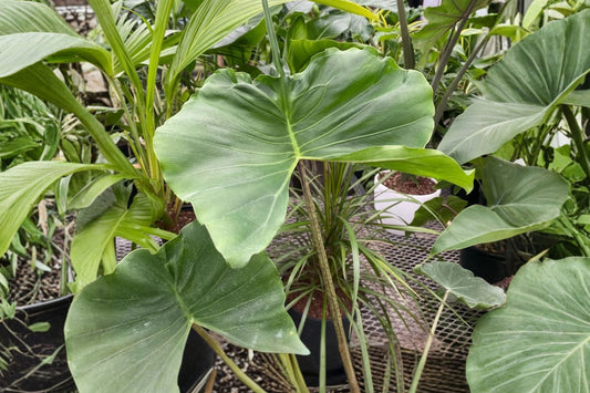 Alocasia Stingray Live Plant, 6-15 Inch Tall, Exotic Elephant Ear Houseplant, Tropical Collector Foliage Plant, Ships No Pot