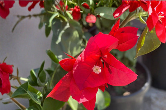 San Diego Red Bougainvillea Live Plant, Well Rooted Starter Plug, Red Bougainvillea Vine, Tropical Flowering Patio Container Plant