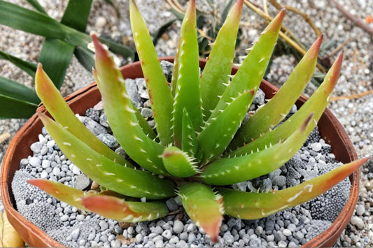 Aloe Vera Chinensis Live Plant, 6-10 Inch Spotted Aloe Succulent, Indoor Outdoor Potted Succulent, Buy 2 Get 1 Free