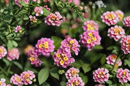 Miss Huff Lantana Live Plug Plant, 1-2 Inch Starter, Cold Hardy Lantana, Fragrant Flowering Pollinator Plant, Butterfly Garden