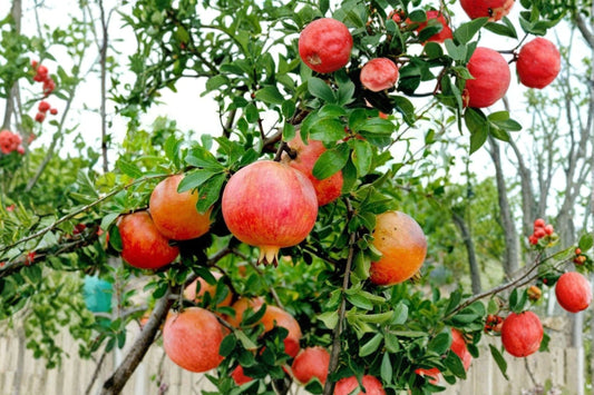Wonderful Pomegranate Tree Live Plant, 2 Inch Pot, Punica granatum Fruit Tree Starter, Sweet Red Pomegranate, Edible Garden Plant