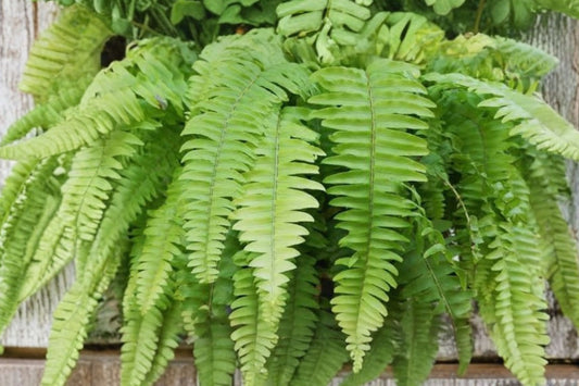 Large Boston Fern Live Plant, Nephrolepis exaltata, Sword Fern Tropical Houseplant, Lush Green Hanging Fern, Indoor Patio Plant