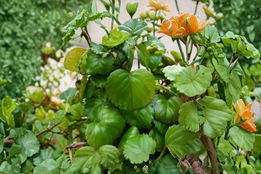 4 Swedish Ivy Live Rooted Plants, Creeping Charlie Plectranthus, Trailing Houseplant, Shipped With Soil, Hanging Basket Starter Plants