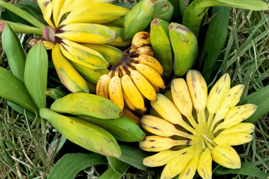 FHIA-01 Goldfinger Banana Live Plant, Dwarf Banana Fruit Tree, Musa Hybrid Tropical Fruit Plant, Patio Container Edible Garden Plant