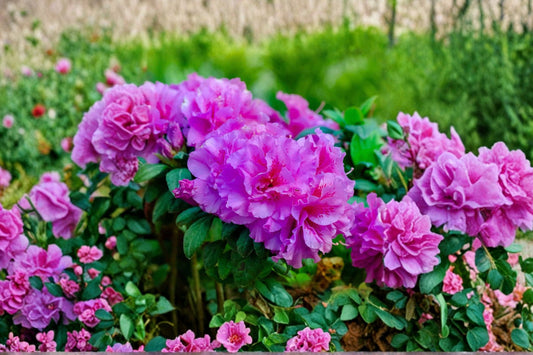 Purple Azalea Live Plant, 10 Inch Tall in 4 Inch Pot, Purple Flowering Shrub, Azalea Garden Plant, Cottage Landscape Shrub