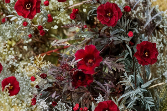 2 Cranberry Hibiscus Live Plants, 4-6 Inch Tall, Hibiscus acetosella, Red Burgundy Foliage Plant, Tropical Hibiscus, Ships No Pot