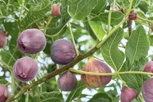 Black Mission Fig Tree Live Plant, Ficus carica, Sweet Dark Fig Fruit Tree, Edible Garden Plant, Backyard Orchard Mediterranean Fruit