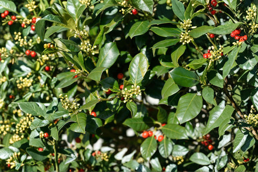 Nellie R Stevens Holly Live Plant, Evergreen Holly Starter Tree, Ilex Hybrid Privacy Hedge Shrub, Landscape Screening Plant