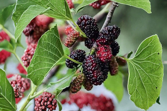 Dwarf Mulberry Tree Live Plant, 3 Inch Pot, Morus Fruit Tree Starter, Edible Berry Plant, Compact Backyard Orchard Garden Tree