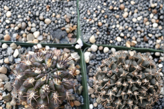 Black Cactus Live Plant, Neochilenia huascensis, 4 Inch Pot, Rare Dark Cactus, Collector Succulent, Desert Houseplant