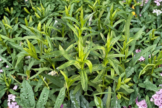 French Tarragon Live Plant, Well Rooted Herb Plug, 2-4 Inch Starter, Artemisia dracunculus, Culinary Herb Garden Plant