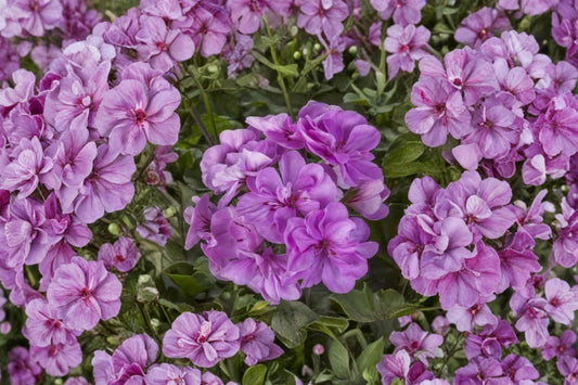 Lavender Ivy Geranium Live Cuttings, 3 Pelargonium peltatum 6 Inch Cuttings, Trailing Geranium Plant, Lavender Flower Hanging Basket