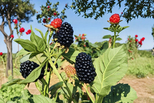 2 Blackberry Live Plants, 3 Inch Pots, Sweet Blackberry Fruit Starter Plants, Edible Berry Bushes, Backyard Garden Fruit Plants