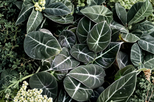 Black Velvet Alocasia Live Plant, 4-7 Inch Tall, Alocasia reginula, Rare Dark Elephant Ear, Tropical Collector Houseplant