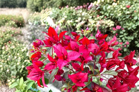 Ruby Bougainvillea Live Plant, Well Rooted Starter Plug, Vibrant Pink Red Flowering Vine, Tropical Patio Trellis Container Plant