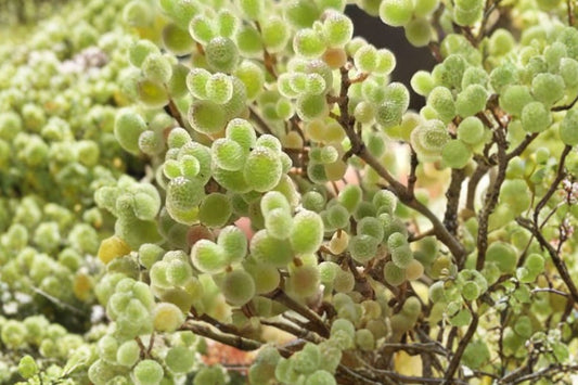 Drosanthemum Globosum Live Succulent Plant, 5 Inch Rare Succulent, Ice Plant, Unusual Collector Plant, Drought Tolerant Garden Succulent