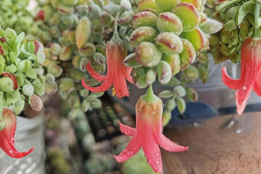 Cotyledon Pendens Succulent Cuttings, 3 Unrooted Live Cuttings, Rare Trailing Succulent Plant, Hanging Basket Succulent, Collector Plant