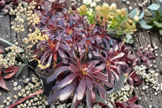 Black Garnet Aeonium Live Plant, 1 Rare Dark Succulent, Black Purple Rosette Aeonium, Collector Succulent, Live Succulent Plant