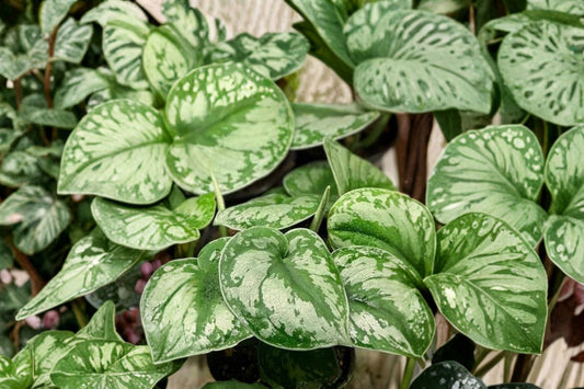 Scindapsus Mt Salak Live Plant, Rare Scindapsus Pictus, Silver Satin Tropical Houseplant, Exotic Collector Aroid, Trailing Vine