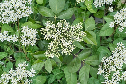 Curry Leaf Plant Live, 6+ Inch Murraya koenigii, Organic Curry Tree Starter Plant, Aromatic Culinary Herb Plant for Garden