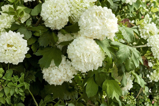 Eastern Snowball Viburnum Live Plant, 1 Quart Pot, Snowball Bush, White Flowering Shrub, Viburnum Garden Plant