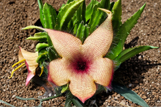 Stapelia Gigantea Live Plant, Rooted Starfish Flower Succulent, Giant Carrion Flower, Rare Collector Succulent Plant