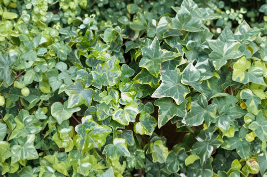 2 Variegated English Ivy Live Plants, Glacier Ivy, Hedera helix, Trailing Houseplant, Green White Hanging Vine Plant
