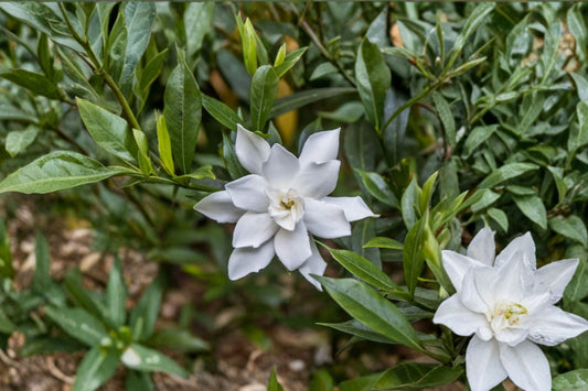 Dwarf Radicans Gardenia Live Plant, Miniature Gardenia, Fragrant White Flowers, Low Growing Evergreen Shrub, Patio Container Plant