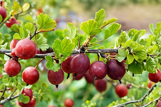 Hinnomaki Red Gooseberry Live Plant, Rooted Starter, Edible Berry Shrub, Ribes uva-crispa, Cold Hardy Fruit Plant Zones 3-7