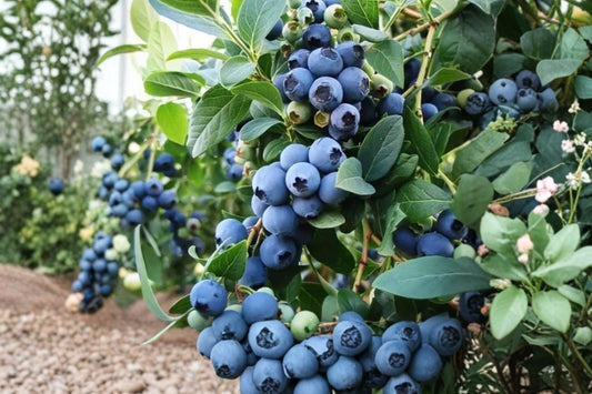 Sunshine Blue Blueberry Live Plant, 1 Quart Pot, Semi-Dwarf Blueberry Bush, Edible Fruit Shrub, Compact Patio Berry Plant