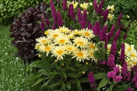 3 Banana Cream Daisy Live Plants, Creamy Yellow Leucanthemum Perennial Flowers, Shasta Daisy Garden Plants, Cottage Garden