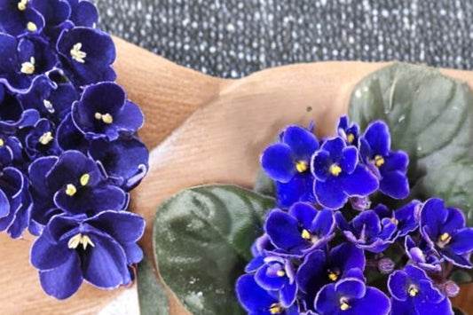 Cobalt Blue Purple African Violet Live Plant, 4 Inch Pot, Saintpaulia Houseplant, Flowering Indoor Plant, Gift Plant