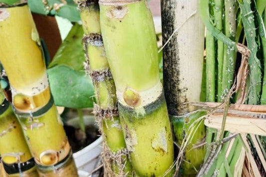 4 Green Sugarcane Cuttings for Planting, Live Sugar Cane Stem Cuttings, Saccharum officinarum, Tropical Edible Garden Starter