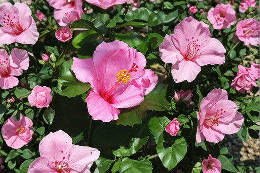 2 Seminole Pink Hibiscus Live Plants, 5 Inch Tall Starter Plants, Tropical Pink Flowering Hibiscus, Patio Container Garden Plants