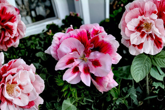 Red & White Geranium Live Cuttings, 2 x 6 Inch Starter Cuttings, Bicolor Geranium Plant, Flowering Pelargonium for Patio Containers