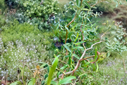 Scarlet Curls Corkscrew Willow Live Plant, 1 Quart Pot, Curly Willow Tree, Twisted Branch Ornamental Tree, Salix Garden Plant