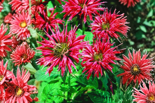 Bee Balm Live Plant in Pot, Monarda Flowering Perennial, Pollinator Garden Plant, Hummingbird & Butterfly Flower, Cottage Garden