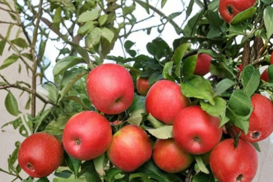 8 Apple Tree Cuttings, 7 Plus 1 Free, Unrooted Apple Scion Wood, Live Cuttings for Grafting or Rooting, Fruit Tree Propagation