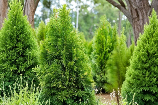 Emerald Green Arborvitae Live Plant, 2.5 Quart Thuja occidentalis Smaragd, Evergreen Privacy Hedge Shrub, Landscape Tree