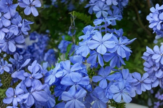 Blue Plumbago Live Plant Plug, 1–3 Inch Starter Plant, Sky Blue Flowering Shrub, Cape Leadwort, Tropical Perennial Garden Plant