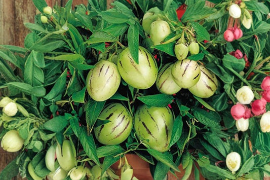 Pepino Melon Live Plant, Solanum muricatum, Melon Pear Sweet Cucumber, Exotic Fruit Plant, Tropical Edible Garden Starter