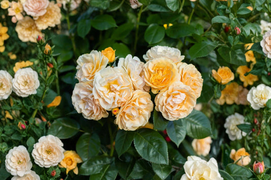 Julia Child Floribunda Rose Live Plant, 1 Quart Pot, Golden Yellow Rose Bush, Fragrant Repeat Blooming Garden Rose