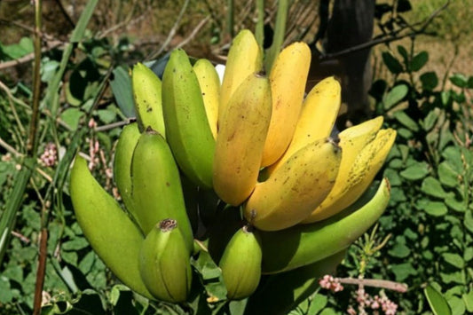 FHIA-01 Goldfinger Banana Live Plant, Dwarf Banana Starter, Musa Goldfinger Tropical Fruit Plant, Patio Container Banana Tree