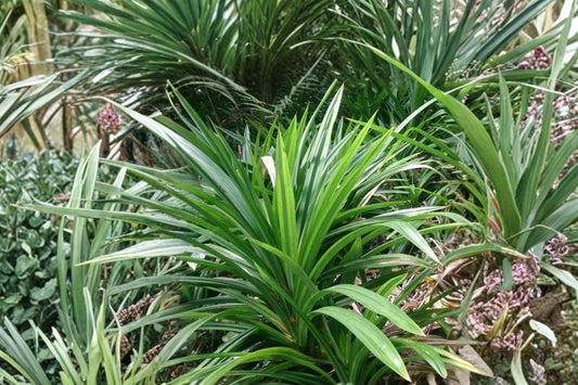 Pandan Live Plant 12–18 Inches Tall, Pandanus amaryllifolius, Potted Pandan Leaf Plant, Fragrant Tropical Starter Plant